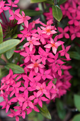 Closeup of beautiful orange ixora flower