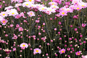 Close-Up  Of  Yellow Flowering Plants
Chrysanthemums flowers