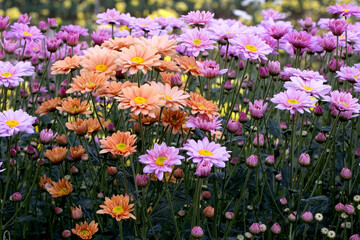 Close-Up  Of  Yellow Flowering Plants
Chrysanthemums flowers