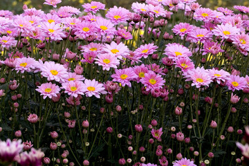 Naklejka premium Close-Up Of Yellow Flowering Plants Chrysanthemums flowers