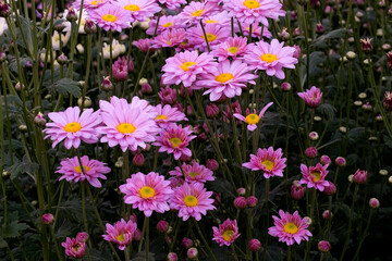 Obraz premium Close-Up Of Yellow Flowering Plants Chrysanthemums flowers
