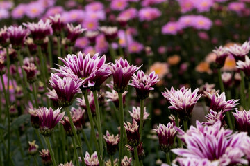 Obraz premium Close-Up Of Yellow Flowering Plants Chrysanthemums flowers