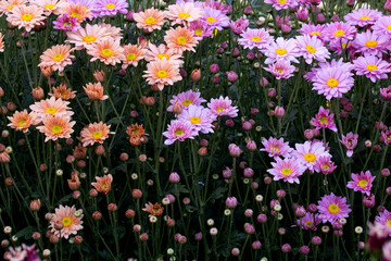 Close-Up  Flowering Plants
Chrysanthemums flowers