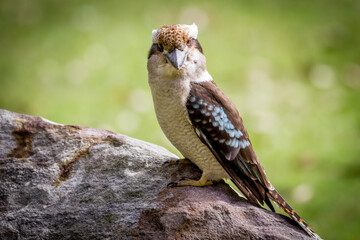 Birds Of Australia. Kookabara hunts for earthworm in the Royal National Park of Sydney (Australia)