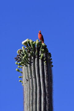 Tucson Cardinal Perched On Saguaro Cactus