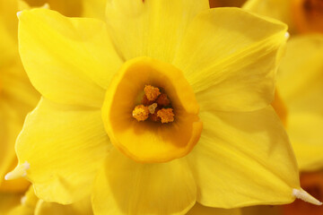 Closeup of beautiful orange and yellow Jonquil flowers