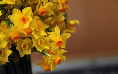 Closeup of beautiful orange and yellow Jonquil flowers