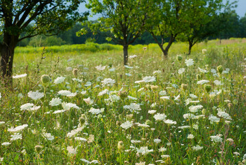 Queen Anne's Lace