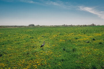Stork bird in a green field with dandelion countryside. Wildlife