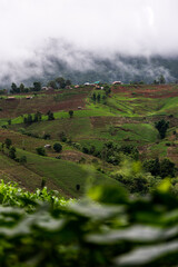 Pakkayo hill tribe village located in a vegetable cultivation area Seasonal fruit in the mountains and forests on Doi Inthanon. Chiang Mai, Thailand