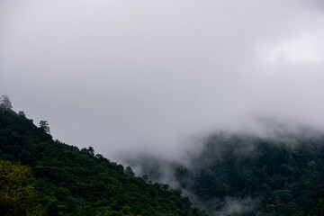 Forest on high mountain make fog full around the sky.