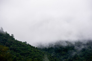 Fototapeta na wymiar Forest on high mountain make fog full around the sky.
