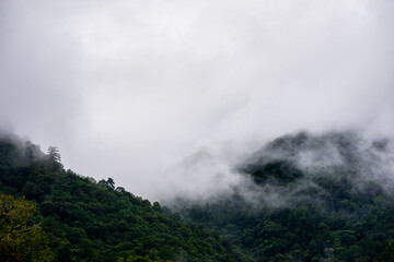 Forest on high mountain make fog full around the sky.