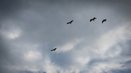 Belly bird that flies in the sky beautifully, naturally
