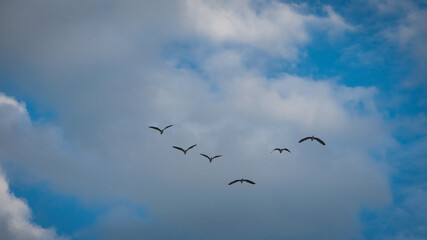 The shadow of a flying bird A flock of birds rose up at sunrise Misty In The Evening Sky Background Little birds in natural habitats.