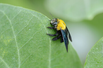 bumble bee on leaf