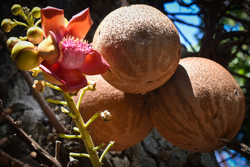 cannon ball tree