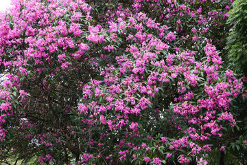 Obraz premium Large Lasiandra trees covered in pink flowers