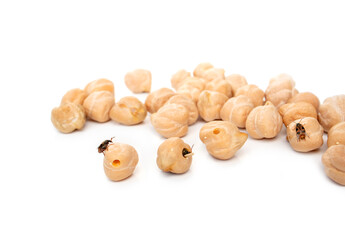 Multiple bean weevil or cowpea bettle on chickpeas. (Acanthoscelides obtectus) One weevil is just...