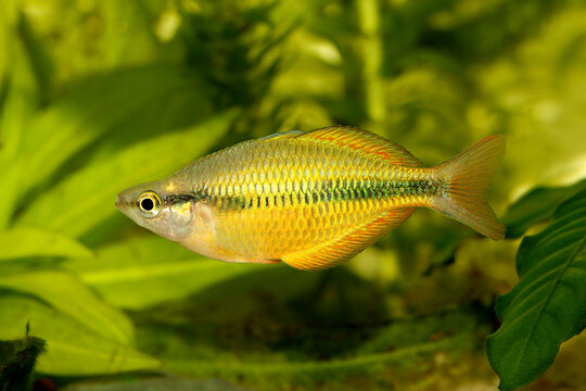Lake Tebera rainbowfish Aquarium fish Melanotaenia herbertaxelrodi