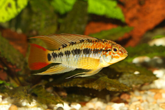 Dwarf cichlid apistogramma macmasteri Aquarium fish fresh water