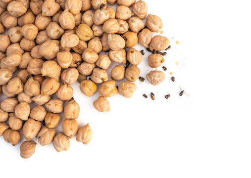 Multiple bean weevils or cowpea bettles on chickpeas. (Acanthoscelides obtectus) Lots of bug activity: dead and alive, and exit holes. Concept for pest control or infested food. Isolated on white.