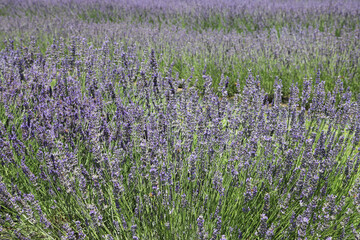 Obraz premium Row of bright purple lavender in garden a