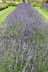 Obraz premium Row of bright purple lavender in garden a