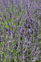 Fototapeta premium Row of bright purple lavender in garden a