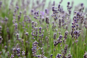 Obraz premium Row of bright purple lavender in garden a