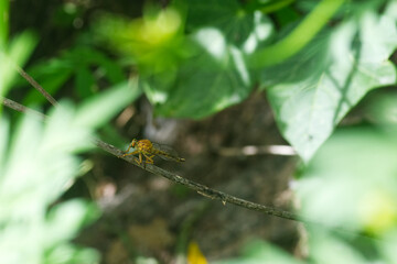 dragonfly on a leaf