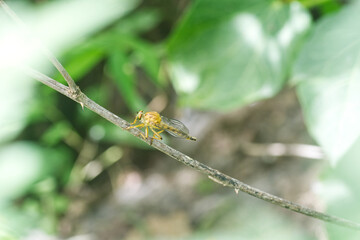 dragonfly on a leaf