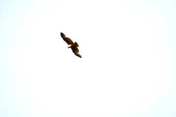 red hawk on sky