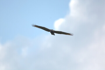  hawk on sky