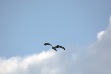  hawk on sky