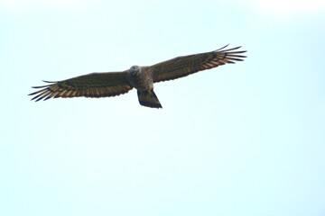  hawk on sky