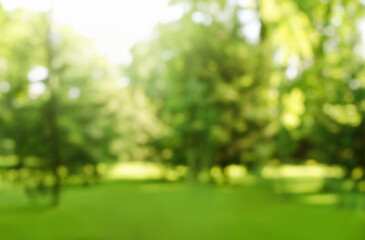 Blur defocused park garden tree in nature background - obrazy, fototapety, plakaty