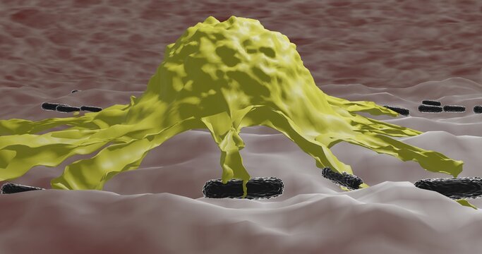 macrophage engulfing bacteria in 3d illustration