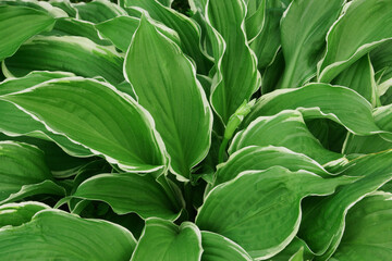 Natural background green leaves. Can be used for wallpaper, cards, covers                             