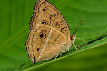 Close up image of  Peacock Pansy from side resting on the green leaf 