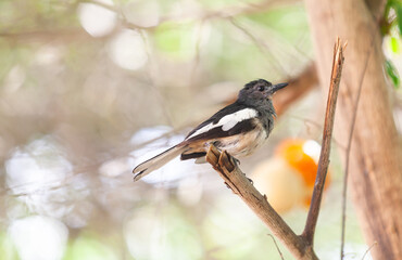 bird Madagascar Magpie Robin, Copsychus albospecularis, perched on a twig against a green natural background. Ankarafantsika National Park, Madagascar wildlife