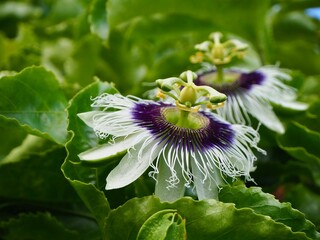 Passion fruit flowers in the garden.