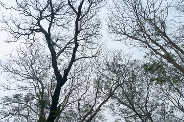 Leafless tree branches against winter sky at Kolkata maidan. Shot at winter morning, West Bengal, India.