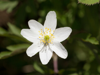 white anemone in spring day