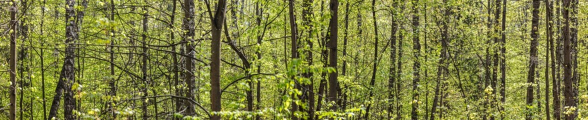 Fototapeta na wymiar panoramic view of green deciduous forest in spring time. beech forest landscape at sunny day 
