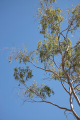 blue sky and green tree background