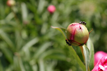 ants on the bud of pink peony