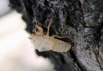 Squelette d'insecte