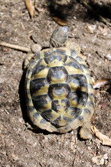 Tortue de terre