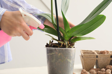 Woman taking care of orchid plant at home